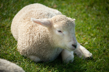 Naklejka na ściany i meble Close-up portrait of a cute baby lamb sitting on the green grass