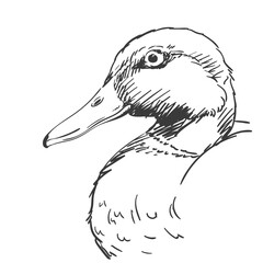 duck
