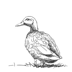duck