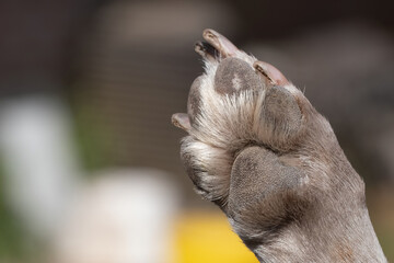 A close up look at the underside of the back dirty dog paw pad, during the day