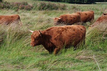 Schottisches Hochlandrind bei den Wikingern in Haithabu