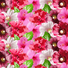 Beautiful floral background of hibiscus, Chinese rose and mallow. Isolated