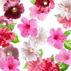 Beautiful floral background of hibiscus, Chinese rose and mallow. Isolated