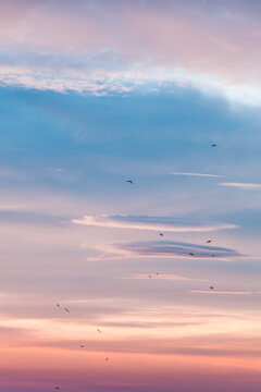 beautiful winter sky at sunrise with birds  welcome new morning