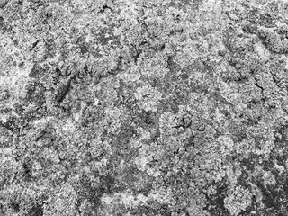 Flechten und Moose auf einer Mauer - Texturen / Hintergrund