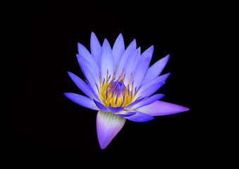 Lotus flower. Beautiful water lily close-up of blue and lilac color. On a black background. - 396962708