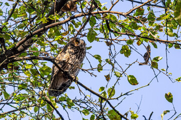 Long-eared owl sits on a tree branch