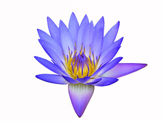 Lotus flower. Beautiful water lily close-up of blue and lilac color. On a white background. Isolated. - 396962765