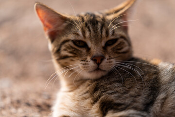 Naklejka na ściany i meble close up cat whiskers on a sunny day