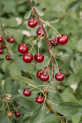 Sour Cherry (Prunus cerasus) in orchard