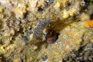 Common prawn or Glass prawn (Palaemon serratus) in Mediterranean Sea