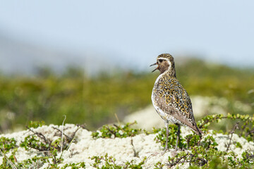Pluvialis apricaria, golden, white and black bird on the tundra camouflaged on the vegetation