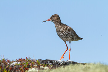 Totanus tringa, long-legged bird of orange colour on the tundra with background sky