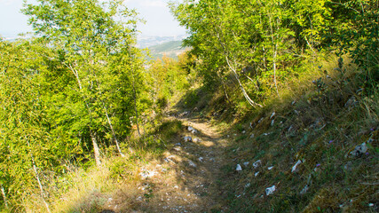 Sentiero di montagna tra gli alberi
