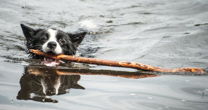 Collie retrieving stck from lake