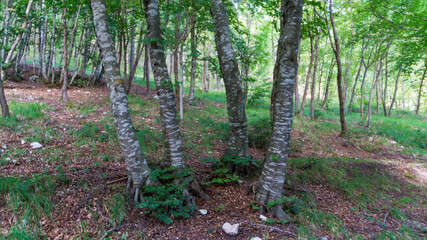 Vegetazione e alberi lungo il sentiero di montagna in estate