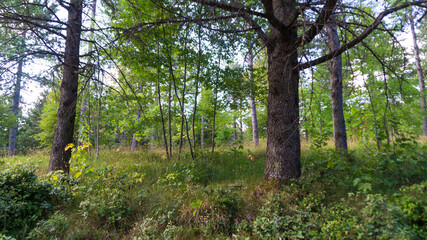 Vegetazione e alberi lungo il sentiero di montagna in estate