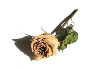 Dried yellow rose flower isolated on white background