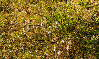 Vegetazione e alberi lungo il sentiero di montagna in estate