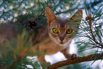 Abyssinian cat on the tree in the forest