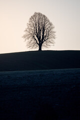 silhouette of a beautiful tilia tree on a hill in Emmental