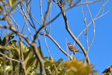 秋晴れにスズメ