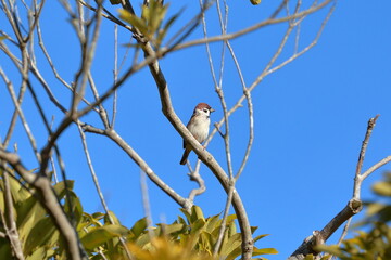 遠くを見つめる雀