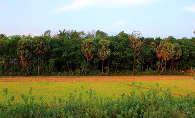 field and sky