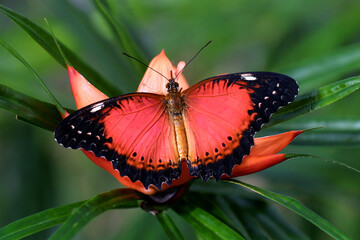 Cethosia biblis oder Bortenfalter sitzt auf Blüte