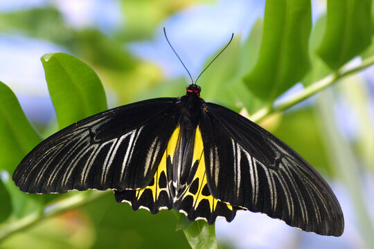 Troides Aeacus, goldener Vogelfl&uuml;gel, golden Schmetterling, goldene birdwing, Tropenfalter sitzt auf gr&uuml;nem Blatt