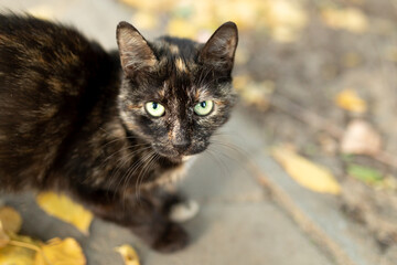Dark brown stray cat with green eyes looks at camera. Autumn background with yellow fallen leaves. Shallow depth of field