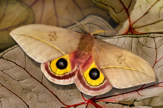 Automeris io Schmetterling, Pfauenspinner auf Blatt, Tarnung