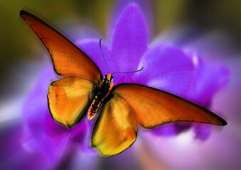 Grüngestreifter Schwalbenschwanz (Papilio palinurus) Tropenfalter sitzt auf Blüte