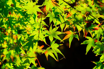 染まる前の青モミジ