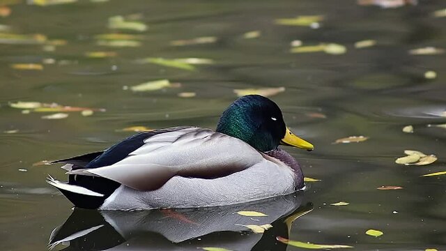 Drake of a duck Drake of a Bashkir duck on a pond