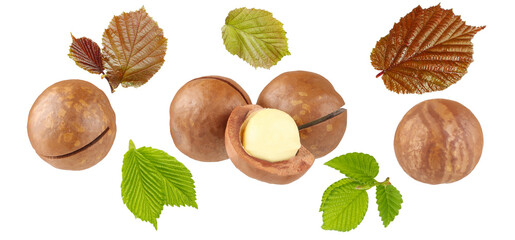 macadamia nuts isolated on white background