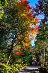 静かな参道を覆う青と赤のモミジ