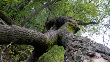 Fallen tree. Intresting picture.