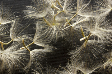 Close-up dandelion seeds on black background.