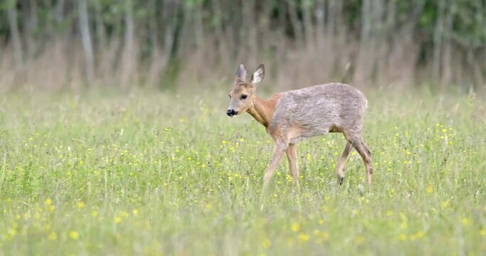 Roe deer, capreolus capreolus, doe walking on a green meadow from front view and coming closer in spring nature. Female mammal with brown and orange fur approaching from front on hay field.