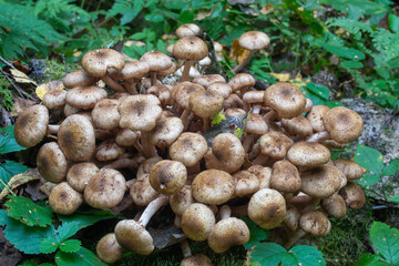 mushroom Kuehneromyces mutabilis, close up