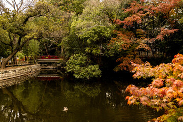 Fototapeta premium 晩秋の神社の風景 12月