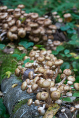mushroom Kuehneromyces mutabilis, close up