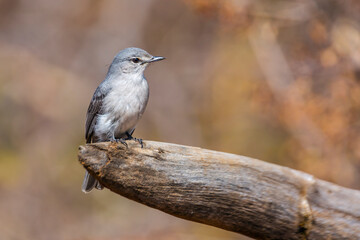 Ashy Flycatcher standing on a log with natural background in Kruger National park, South Africa ; Specie Muscicapa caerulescens family of Musicapidae