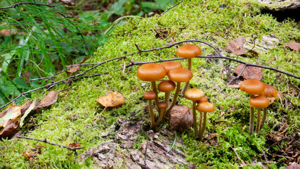 Galerina marginata mushroom growing on an old rotten tree