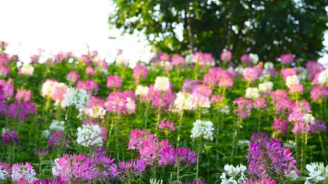 pan view of blooming Spider Flower or Cleome spinosa in a sunny day