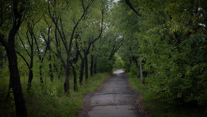 Shady park path