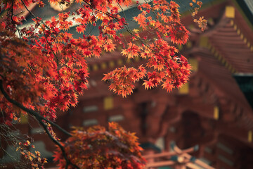 晩秋の神社の風景　12月