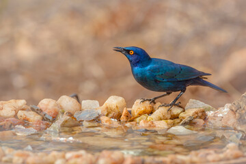 Cape Glossy Starling standing at waterhole with natural background in Kruger National park, South...