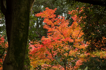 晩秋の神社の風景　12月